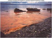 f16-20_dinoflagellate_r