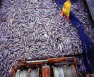 Overfishing_China