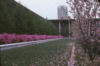 image link to
view of magnolia garden in Univ at Albany podium