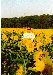Andrei in
          sunflowers - link to 45K .jpg