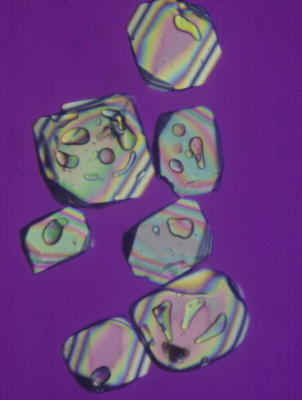 melt inclusions in quartz grains from
      Mohawk Valley bentonite