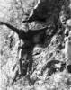 George Putman
          leaps from the Peekskill Pluton - link to 74K .jpg