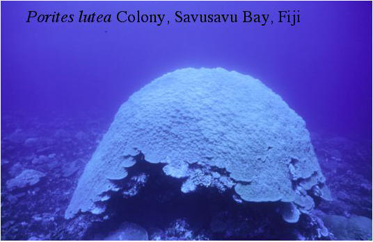 4 meter high colony of Porites lutea in Savusava Bay Fiji