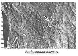 Bathysiphon harperi