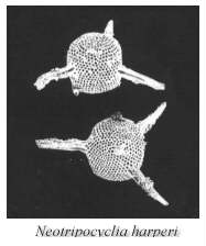 Neotripocyclia harperi fossel