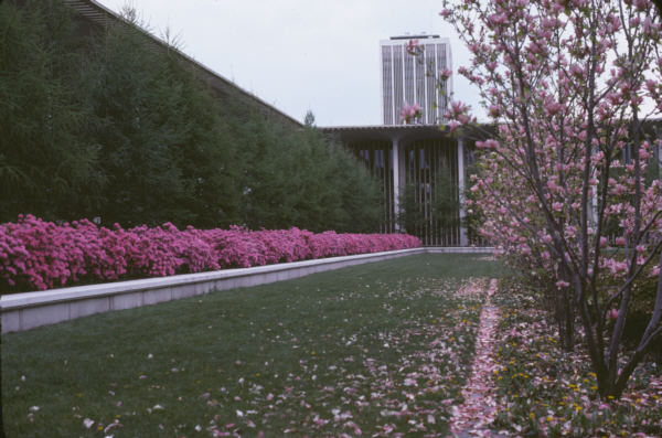 view of magnolia garden in Univ at Albany podium
